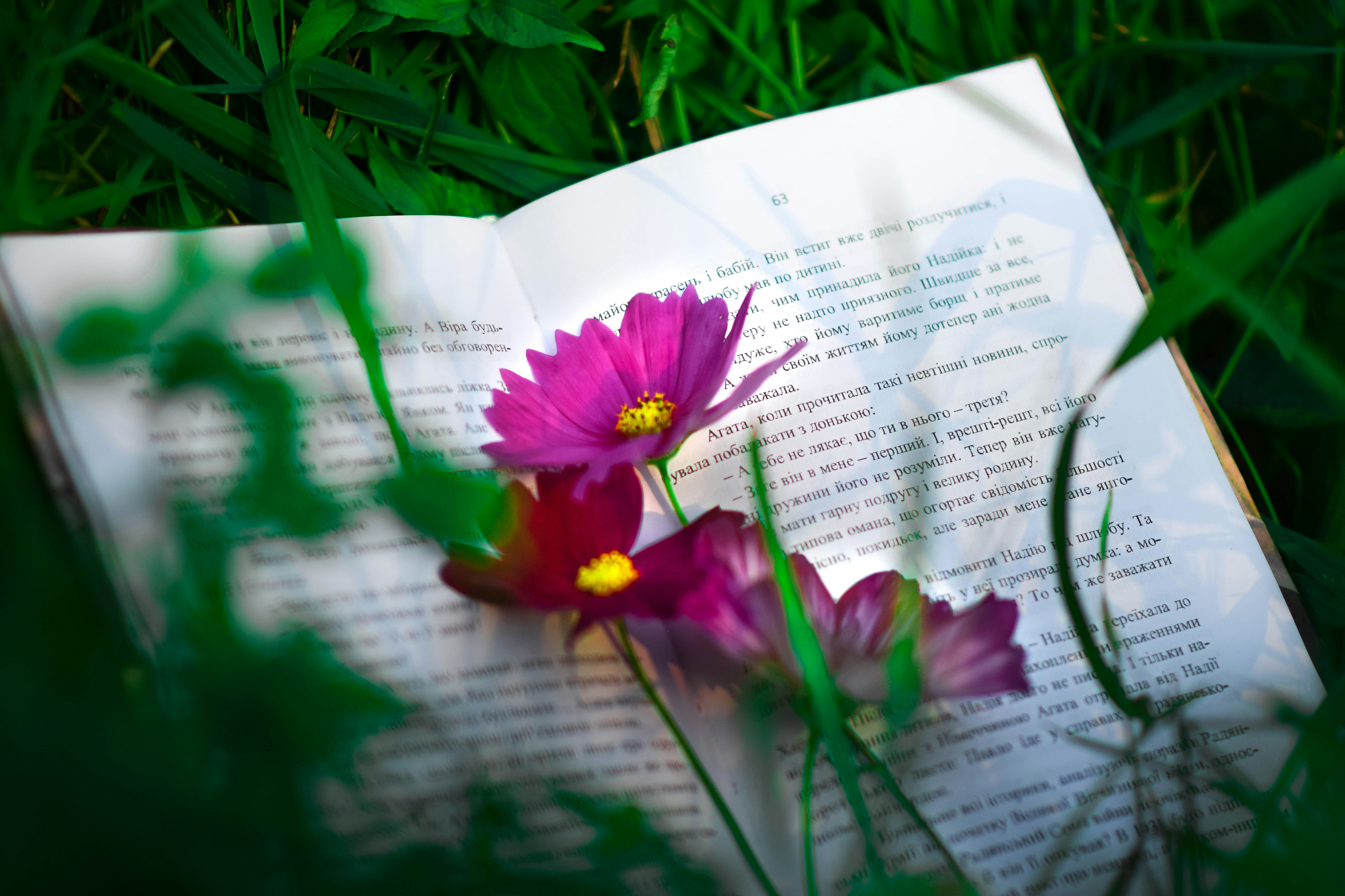 spring flower on open book in the grass